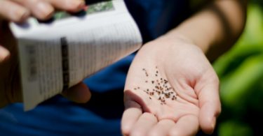 sementes Monsanto Bayer Distribuição Hoje