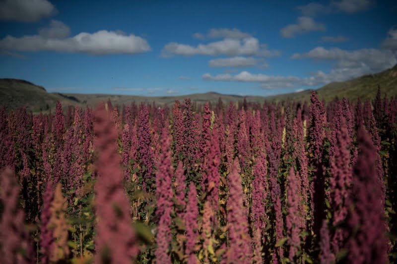 quinoa Peru Distribuição Hoje