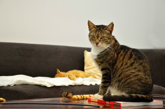loja Aqui há Gato - Distribuição Hoje