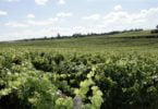 vinhos Sogrape