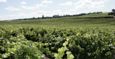vinhos Sogrape