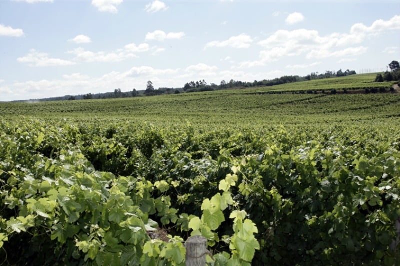 vinhos Sogrape
