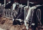 vacas leiteiras Distribuição Hoje