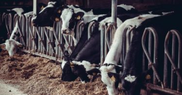 vacas leiteiras Distribuição Hoje