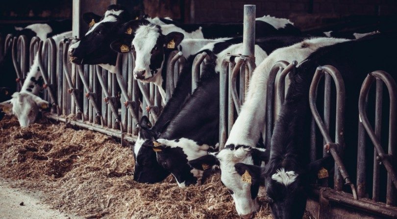 vacas leiteiras Distribuição Hoje