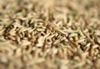 arroz Distribuição Hoje