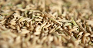arroz Distribuição Hoje