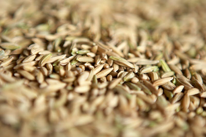 arroz Distribuição Hoje