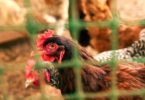 Nestlé reforça compromisso com o bem-estar de galinhas utilizadas na produção alimentar