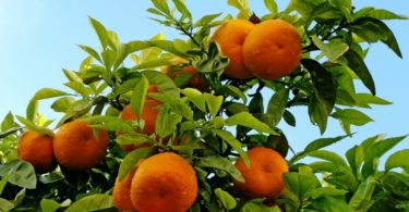 laranja do Algarve