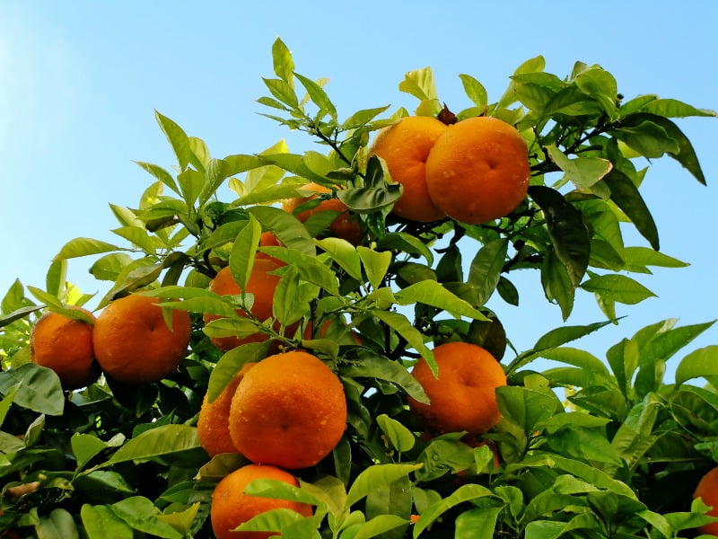 laranja do Algarve