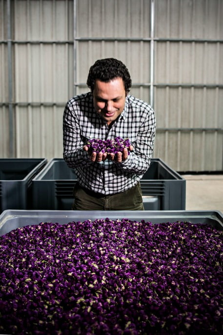 Luís Alves, do Cantinho das Aromáticas