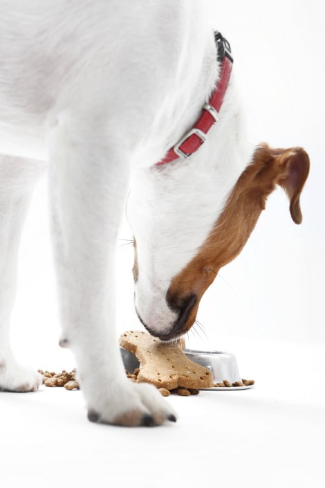 Petfood: alimentação natural, mix feedding e grain free são as tendências