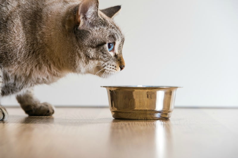 Petfood: alimentação natural, mix feedding e grain free são as tendências