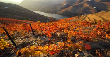 Sogrape compra empresa de vinhos espanhola