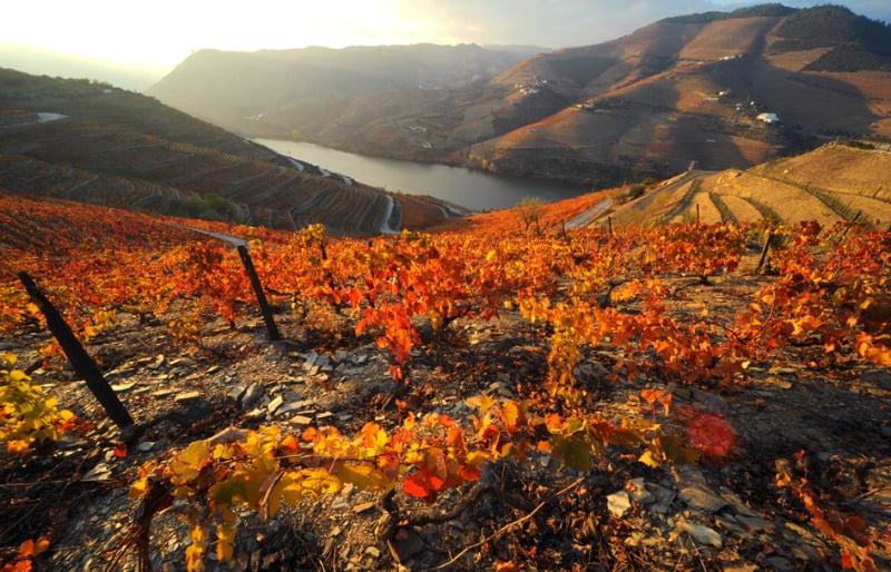 Sogrape compra empresa de vinhos espanhola