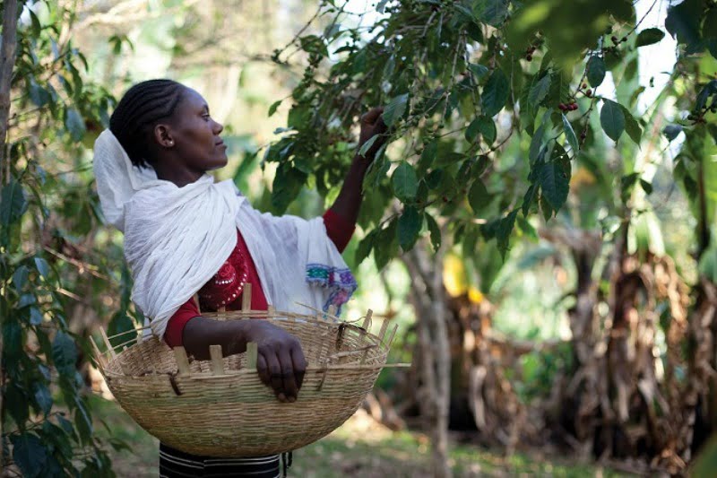 99% do café da Starbucks é de origem sustentável