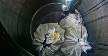 Letra cria cerveja com uvas