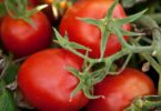 Produção de tomate da Sugal já representa cerca de 5% da produção mundial