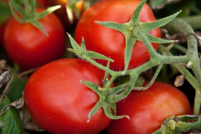Produção de tomate da Sugal já representa cerca de 5% da produção mundial