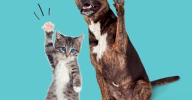 Novo projeto de responsabilidade do Intermarché vai ajudar animais
