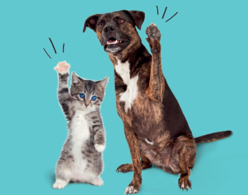 Novo projeto de responsabilidade do Intermarché vai ajudar animais