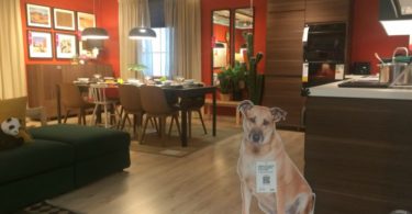 IKEA promove a adoção de animais