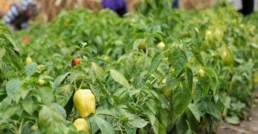 agricultura