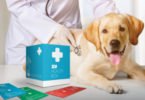 ZU lança plano de saúde anual para cães e gatos