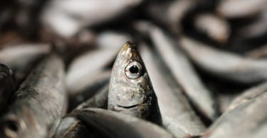 Consumo de produtos de mar pode ajudar a mitigar efeitos da crise climática, diz estudo