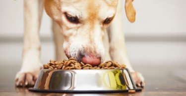 Vendas de pet food atingem 322 M€ em Portugal