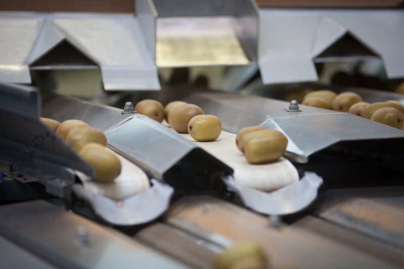 Mercadona comprou mais de 2,5 toneladas de kiwi nacional em 2018