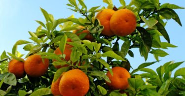 Continente vai comprar 10 mil toneladas de laranja do Algarve