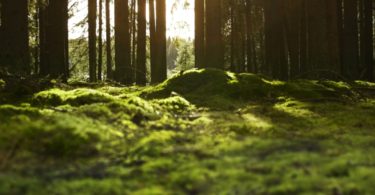 IKEA planta 1.750 árvores no Pinhal de Leiria