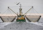 pescas