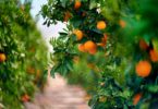 Portugal aumentou em 7% a área de cultivo de árvores de fruto