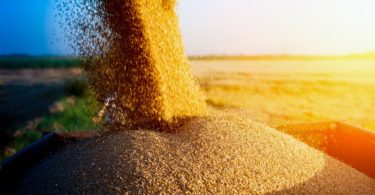 Preços dos alimentos em alta, revela FAO
