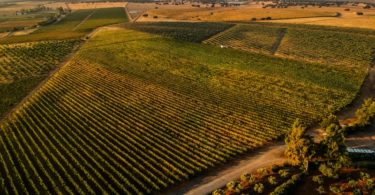 Herdade Grande com nova equipa de enologia, novos vinhos e... novo website