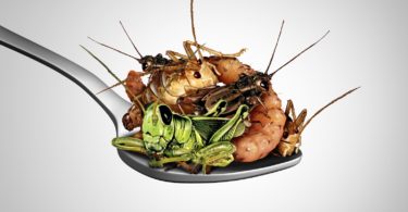 Portugal Insect promove debate no Dia Mundial do Inseto Comestível
