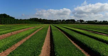 Vitacress testa o uso de algas como fertilizante orgânico