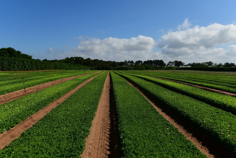 Vitacress testa o uso de algas como fertilizante orgânico