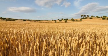 agricultura