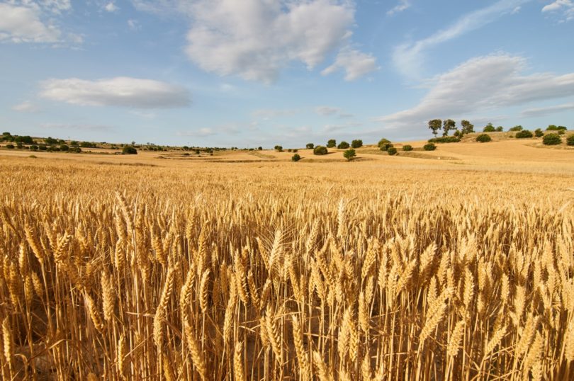 agricultura