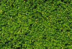 sustentabilidade distribuição Hoje