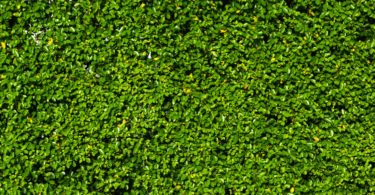 sustentabilidade distribuição Hoje