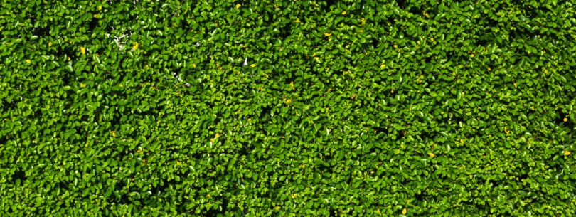 sustentabilidade distribuição Hoje