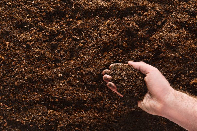 Produções de pomares e vinhas com boas perspetivas