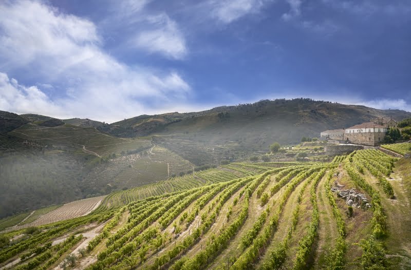 Nasce a Kranemann Wine Estates