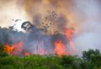 Marcas de roupas e calçados internacionais suspendem compras de couro do Brasil