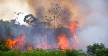 Marcas de roupas e calçados internacionais suspendem compras de couro do Brasil